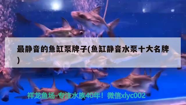 廣州水族批發(fā)市場印江自治縣幻境水景水族館 觀賞魚水族批發(fā)市場 第1張