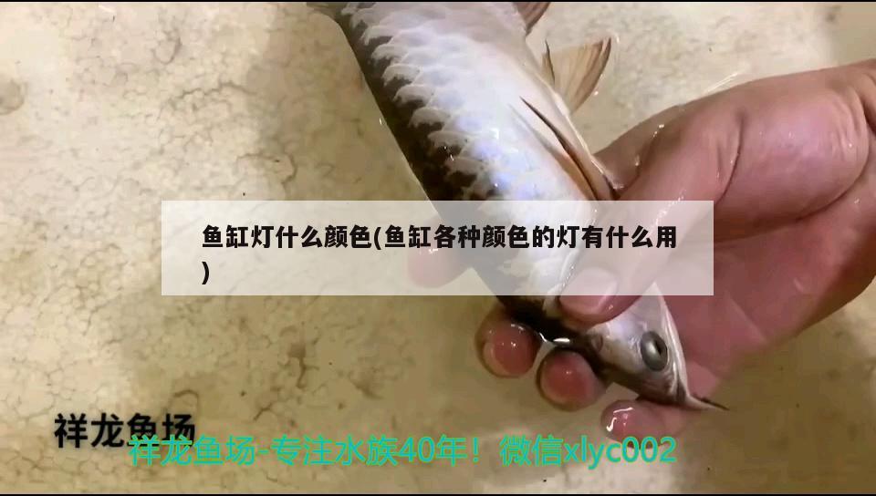 魚(yú)缸燈什么顏色(魚(yú)缸各種顏色的燈有什么用) 羅漢魚(yú)批發(fā)