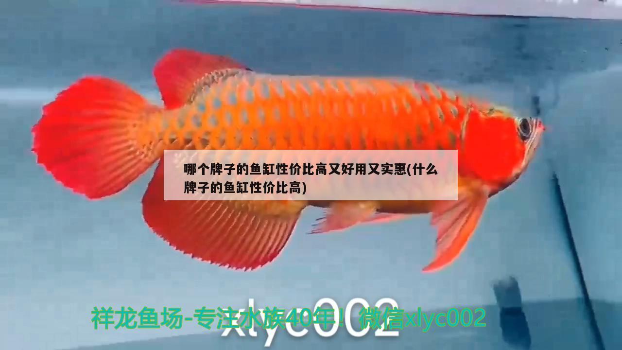 哪個牌子的魚缸性價比高又好用又實(shí)惠(什么牌子的魚缸性價比高)