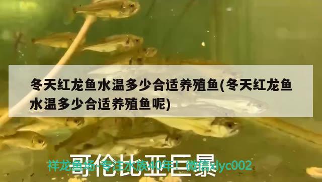 西寧龍魚在哪買比較好養(yǎng)殖？如何養(yǎng)殖西寧龍魚？，西寧龍魚在哪買比較好養(yǎng)殖西寧龍魚在哪買比較好