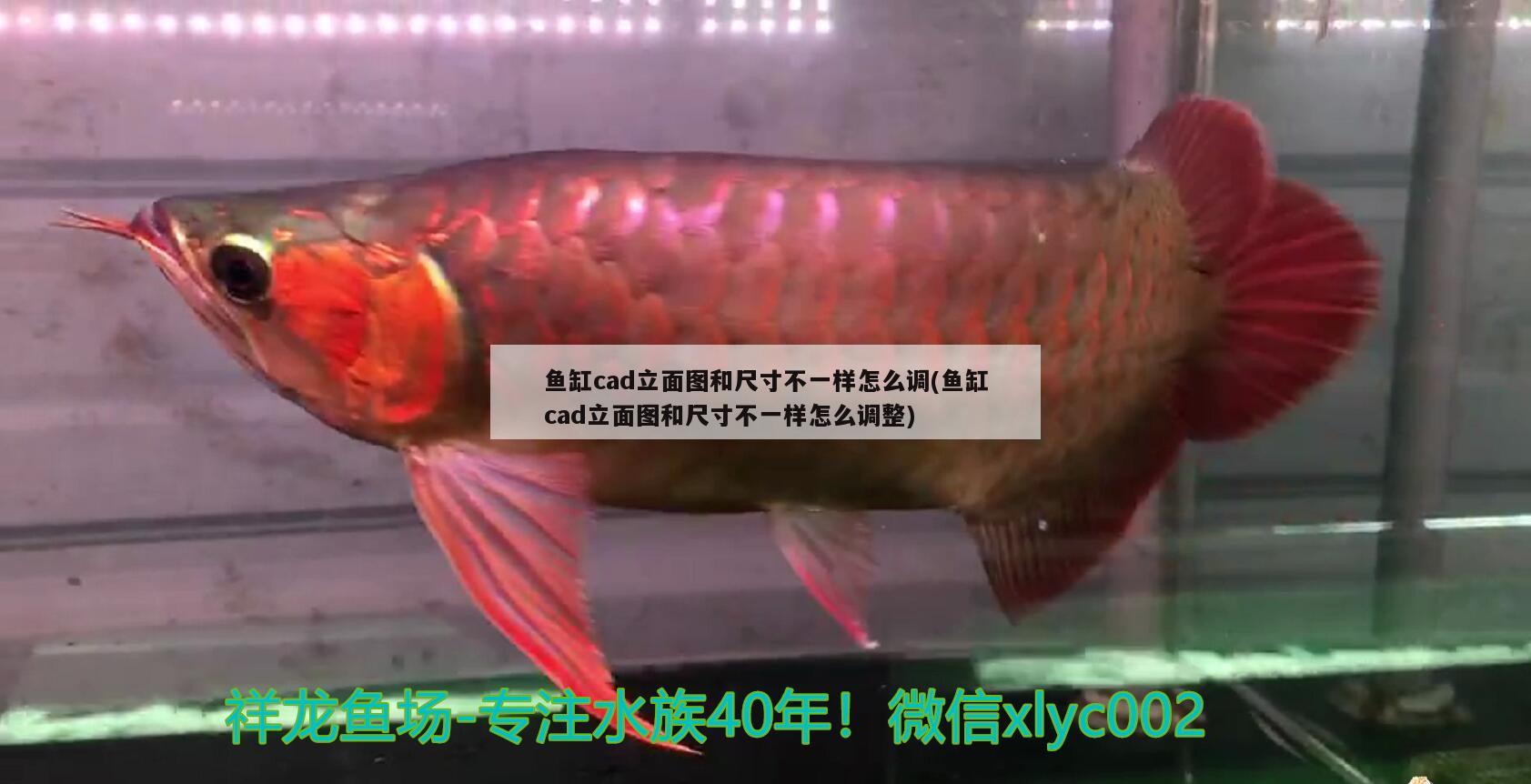 福州魚缸定制廠家地址及電話號(hào)碼：福州哪里買魚缸比較好