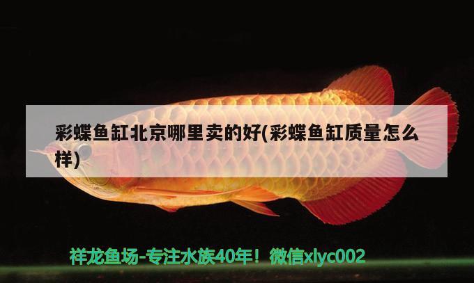 彩蝶魚缸北京哪里賣的好(彩蝶魚缸質(zhì)量怎么樣) 一眉道人魚苗