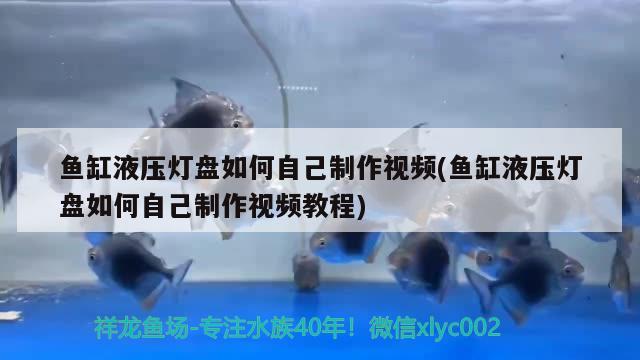 魚缸液壓燈盤如何自己制作視頻(魚缸液壓燈盤如何自己制作視頻教程) 藍(lán)帆三間魚