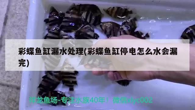 彩蝶魚缸漏水處理(彩蝶魚缸停電怎么水會漏完) 狗仔招財貓魚