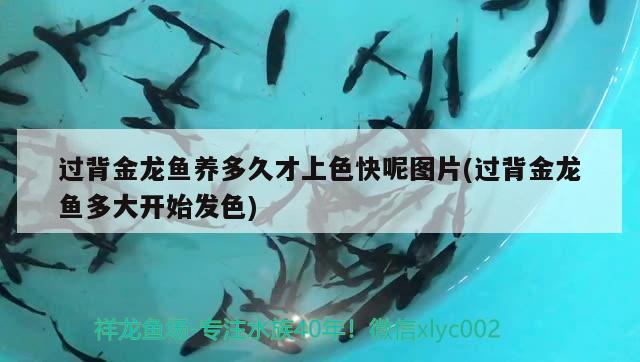 過背金龍魚養(yǎng)多久才上色快呢圖片(過背金龍魚多大開始發(fā)色) 過背金龍魚