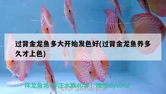 過背金龍魚多大開始發(fā)色好(過背金龍魚養(yǎng)多久才上色)