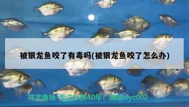 白金金龍魚長(zhǎng)大什么樣圖片(白金金龍魚長(zhǎng)大什么樣圖片) 高背金龍魚