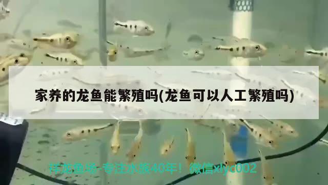 家養(yǎng)的龍魚能繁殖嗎(龍魚可以人工繁殖嗎) 進口元寶鳳凰魚