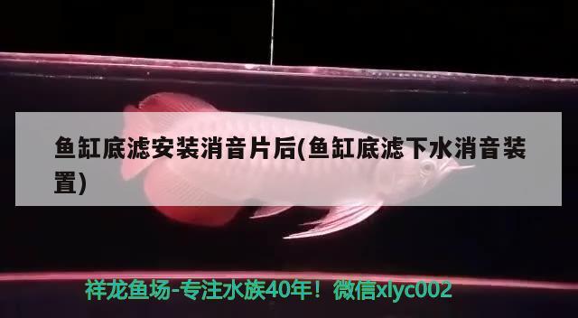 魚缸底濾安裝消音片后(魚缸底濾下水消音裝置) 祥龍藍(lán)珀金龍魚