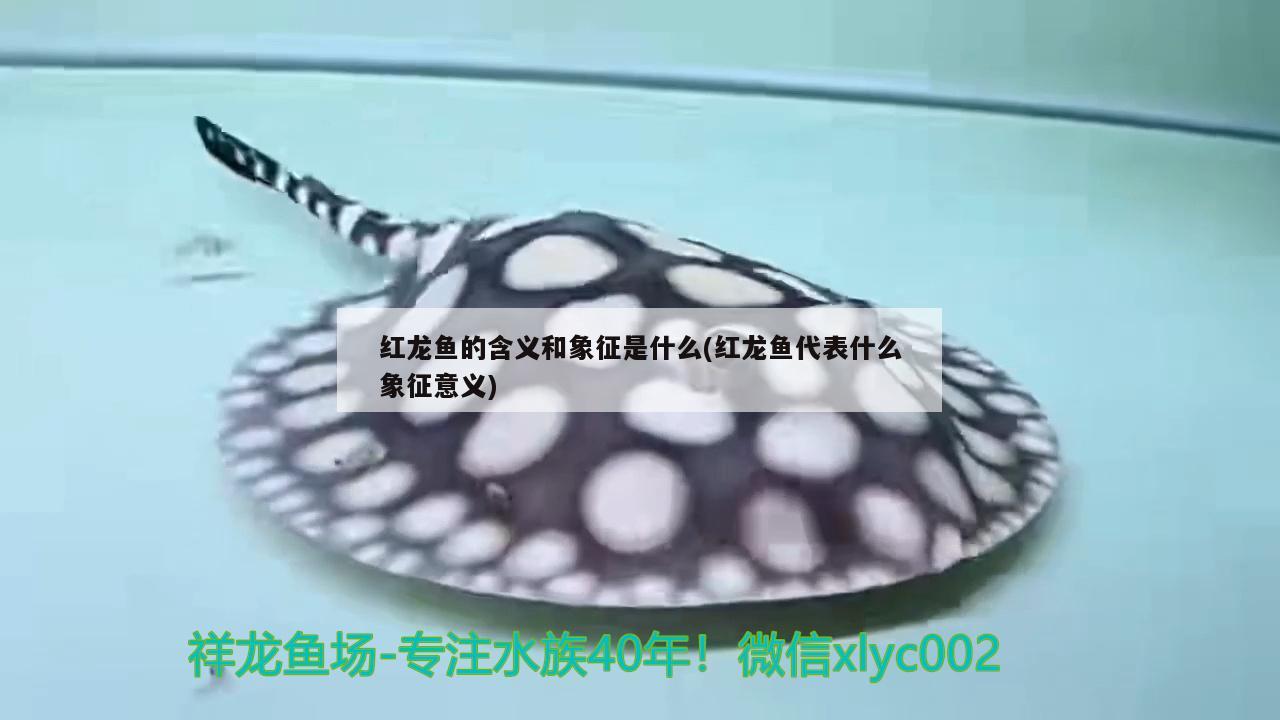 七彩魚(yú)缸燈光的選擇原則有哪些(魚(yú)缸用三色燈還是七色燈好) 一眉道人魚(yú)