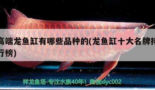 高端龍魚缸有哪些品種的(龍魚缸十大名牌排行榜) 祥龍魚場