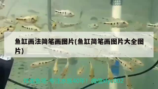 魚缸畫法簡筆畫圖片(魚缸簡筆畫圖片大全圖片) 埃及神仙魚