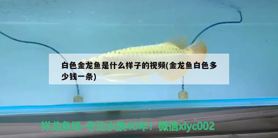 白色金龍魚是什么樣子的視頻(金龍魚白色多少錢一條)