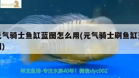 元?dú)怛T士魚缸藍(lán)圖怎么用(元?dú)怛T士刷魚缸藍(lán)圖) 紅眼黃化幽靈火箭魚|皇家火箭魚