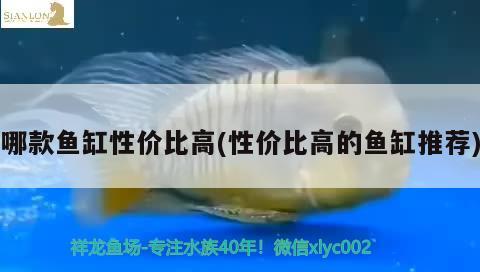 哪款魚缸性價(jià)比高(性價(jià)比高的魚缸推薦) 埃及神仙魚