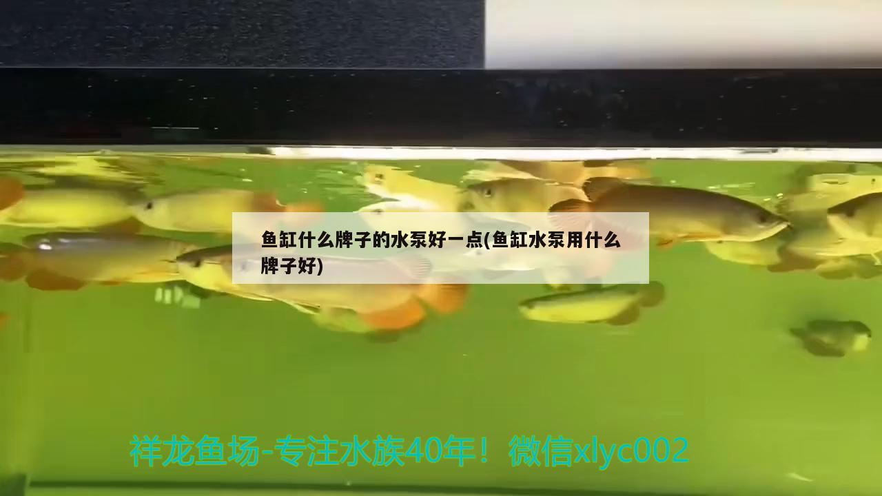 魚缸什么牌子的水泵好一點(diǎn)(魚缸水泵用什么牌子好)