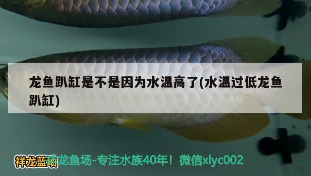 龍魚趴缸是不是因?yàn)樗疁馗吡?水溫過低龍魚趴缸)