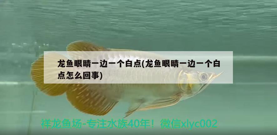 龍魚眼睛一邊一個(gè)白點(diǎn)(龍魚眼睛一邊一個(gè)白點(diǎn)怎么回事)