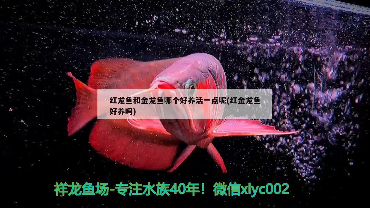 紅龍魚和金龍魚哪個好養(yǎng)活一點(diǎn)呢(紅金龍魚好養(yǎng)嗎)