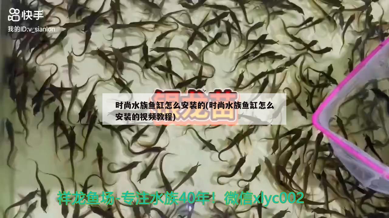 時(shí)尚水族魚缸怎么安裝的(時(shí)尚水族魚缸怎么安裝的視頻教程) 藍(lán)底過(guò)背金龍魚