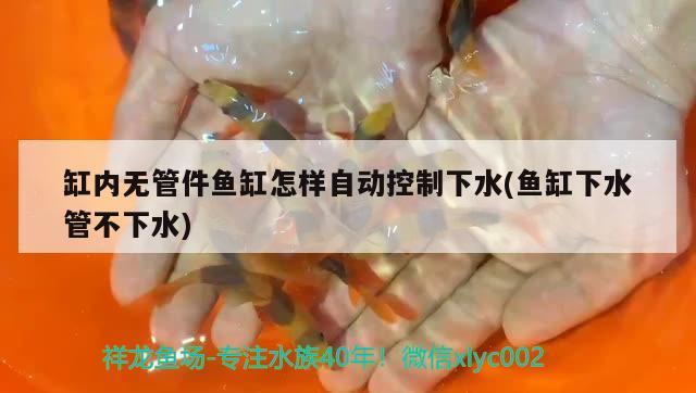 缸內(nèi)無管件魚缸怎樣自動(dòng)控制下水(魚缸下水管不下水) 紅眼黃化幽靈火箭魚|皇家火箭魚