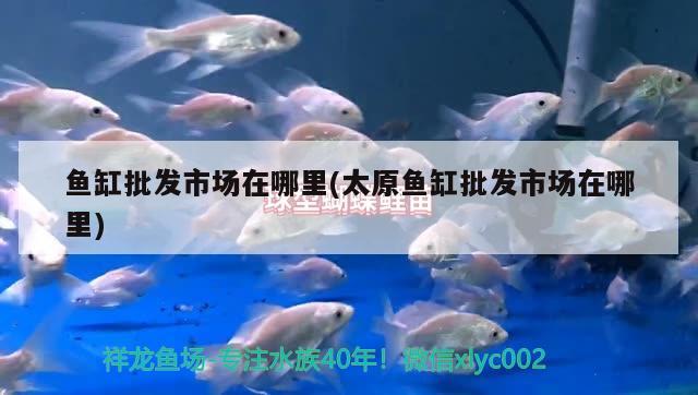 魚(yú)缸批發(fā)市場(chǎng)在哪里(太原魚(yú)缸批發(fā)市場(chǎng)在哪里)