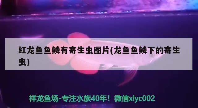 地圖魚壽命是幾年（地圖魚壽命能活幾年） 黃金河虎魚 第2張