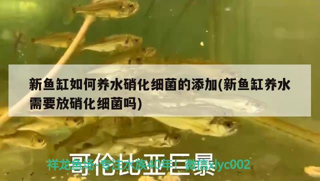 新魚缸如何養(yǎng)水硝化細(xì)菌的添加(新魚缸養(yǎng)水需要放硝化細(xì)菌嗎)