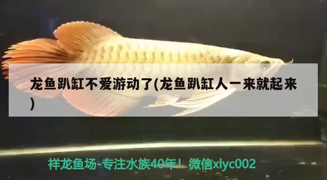 龍魚趴缸不愛游動了(龍魚趴缸人一來就起來) 大湖紅龍魚