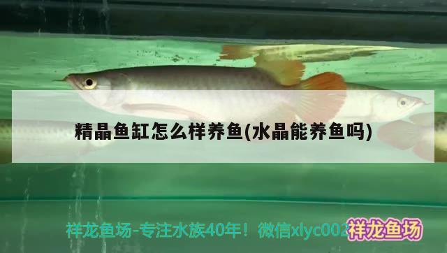 精晶魚缸怎么樣養(yǎng)魚(水晶能養(yǎng)魚嗎) 一眉道人魚