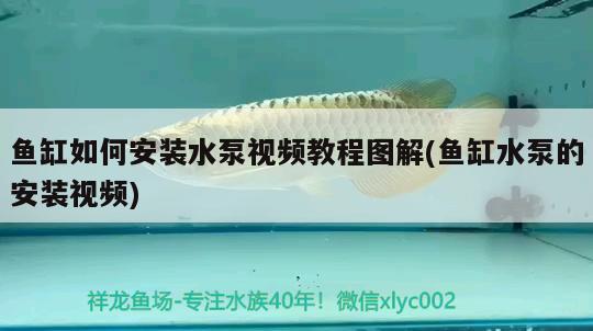 繁殖七彩用多大魚缸 