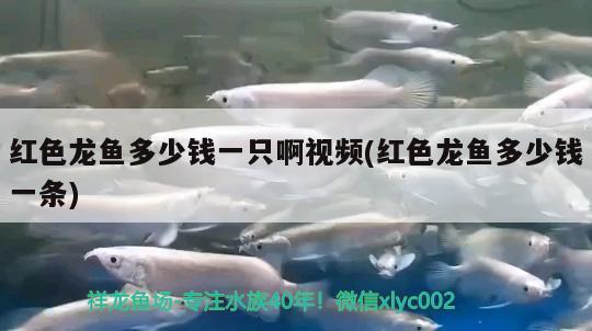 紅色龍魚多少錢一只啊視頻(紅色龍魚多少錢一條)