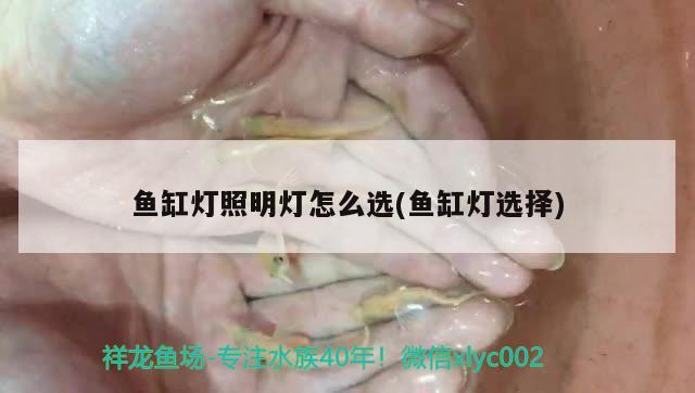 魚缸燈照明燈怎么選(魚缸燈選擇) 恐龍王魚