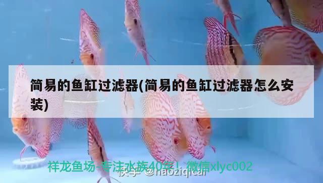 簡(jiǎn)易的魚缸過濾器(簡(jiǎn)易的魚缸過濾器怎么安裝) 錦鯉池魚池建設(shè)