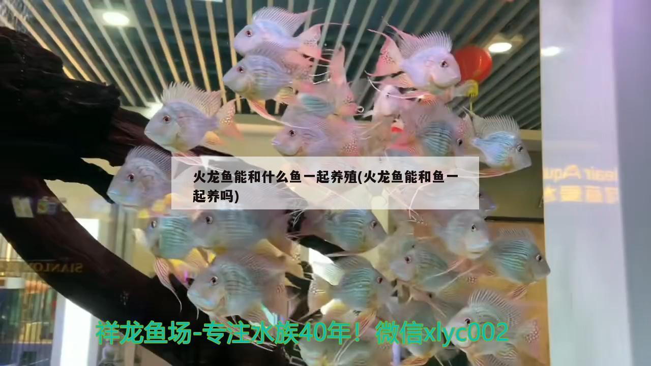 火龍魚能和什么魚一起養(yǎng)殖(火龍魚能和魚一起養(yǎng)嗎) 胭脂孔雀龍魚