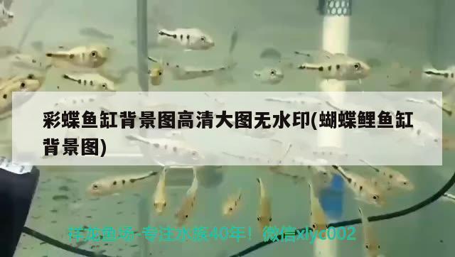 新手適合養(yǎng)什么中型魚，20缸適合養(yǎng)什么底魚