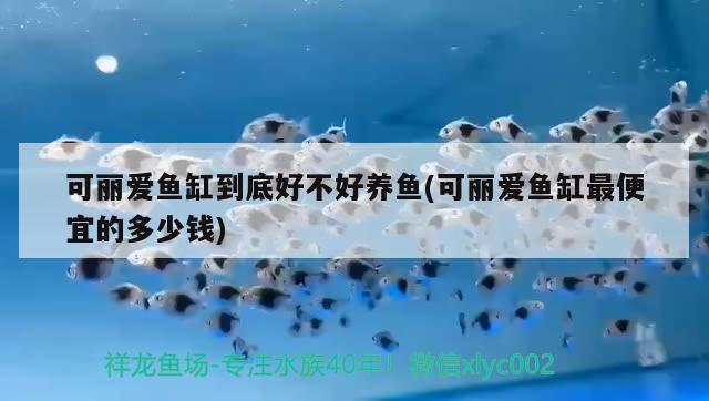 魚缸水泵嗡嗡響不抽水（魚缸水泵噪音太大怎么破） 白玉紅龍魚 第1張