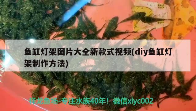 魚缸放什么水草好打理一點(diǎn)呢（魚缸放什么水草好養(yǎng)）