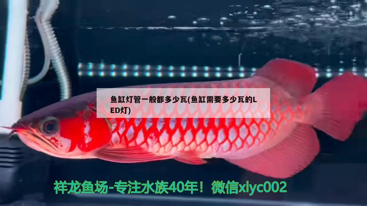 魚(yú)缸燈管一般都多少瓦(魚(yú)缸需要多少瓦的LED燈) 女王大帆魚(yú)苗