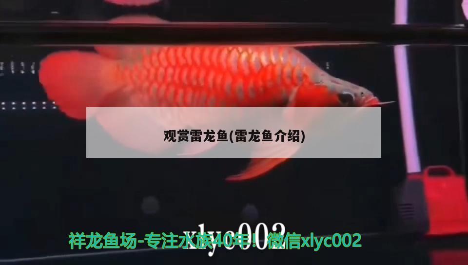 觀(guān)賞雷龍魚(yú)(雷龍魚(yú)介紹)