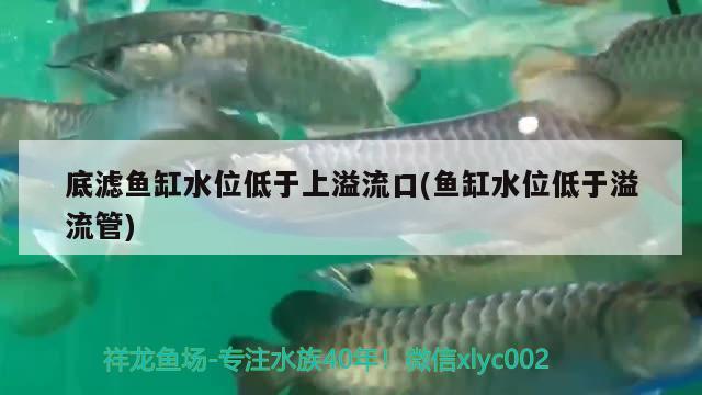 底濾魚缸水位低于上溢流口(魚缸水位低于溢流管)