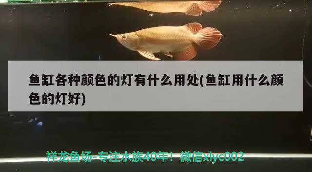 魚缸各種顏色的燈有什么用處(魚缸用什么顏色的燈好) 月光鴨嘴魚苗