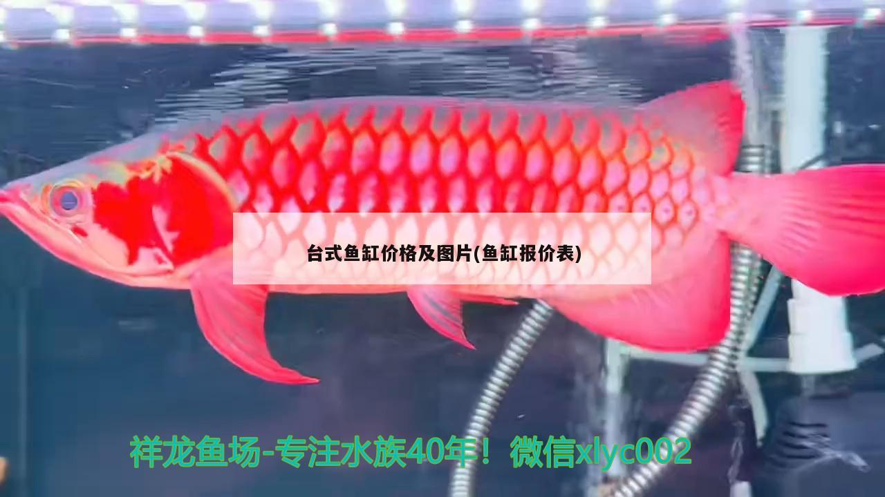 臺式魚缸價格及圖片(魚缸報價表) 國產(chǎn)元寶鳳凰魚