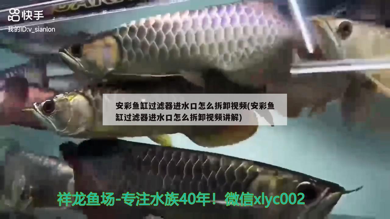 安彩魚缸過濾器進水口怎么拆卸視頻(安彩魚缸過濾器進水口怎么拆卸視頻講解) 其他益生菌