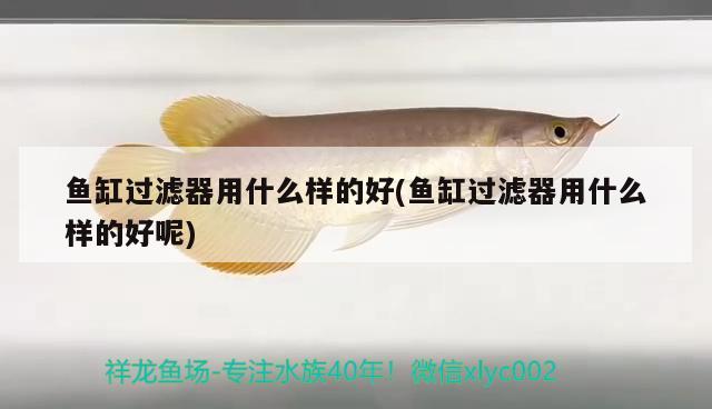 魚缸過濾器用什么樣的好(魚缸過濾器用什么樣的好呢) 暹羅巨鯉