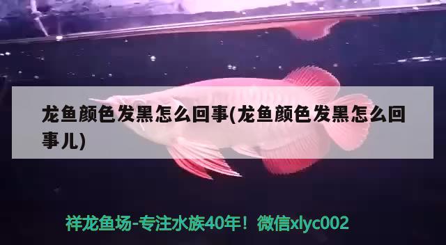 龍魚顏色發(fā)黑怎么回事(龍魚顏色發(fā)黑怎么回事兒)