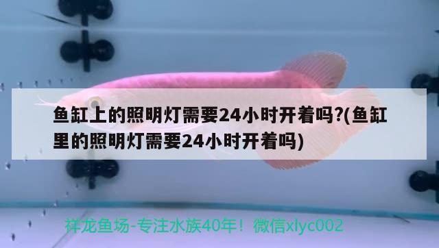 魚缸上的照明燈需要24小時開著嗎?(魚缸里的照明燈需要24小時開著嗎) 祥龍進(jìn)口元寶鳳凰魚