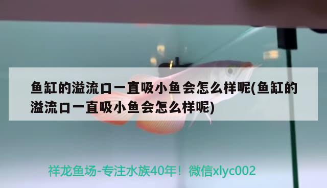 魚缸的溢流口一直吸小魚會怎么樣呢(魚缸的溢流口一直吸小魚會怎么樣呢)