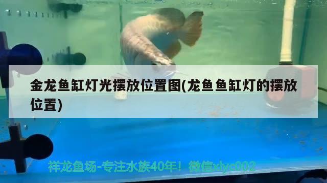 金龍魚缸燈光擺放位置圖(龍魚魚缸燈的擺放位置) 觀賞魚企業(yè)目錄