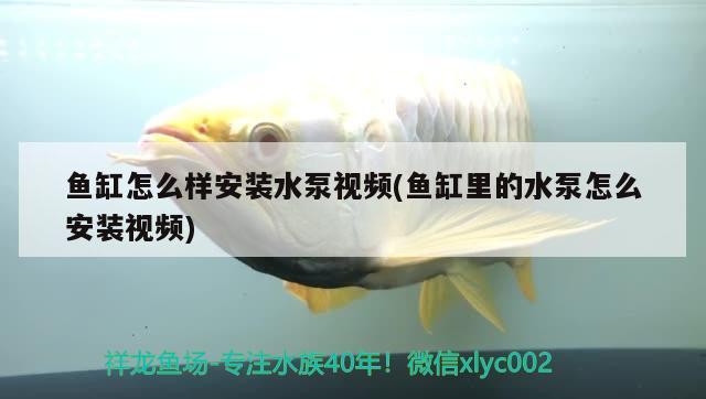 花鯛魚是什么魚：花鯛魚可以清蒸嗎